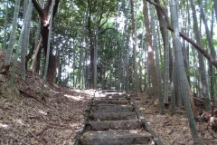 Kumamoto - Bamboo Forest