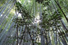Kumamoto - Bamboo Forest