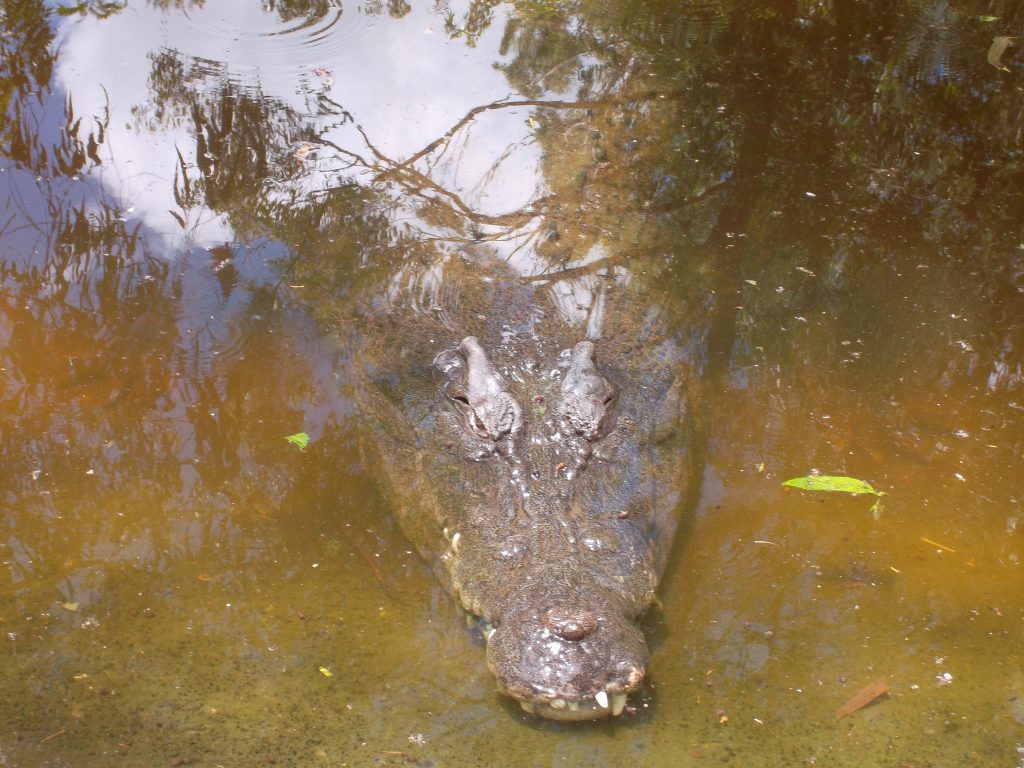 crocodile Australia