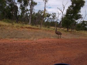 emu Australia