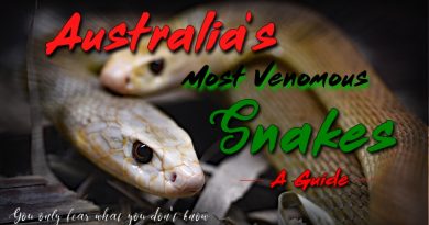 australias venomous snakes
