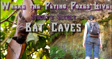 bat cave sydney