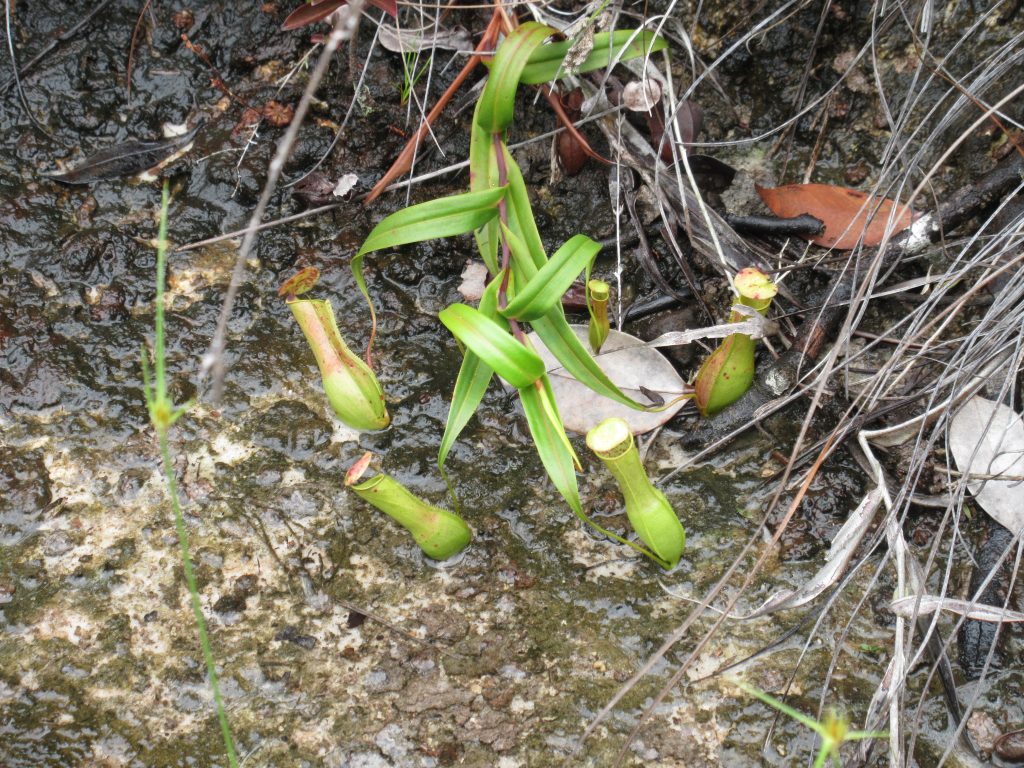 pitcher plant in Bako