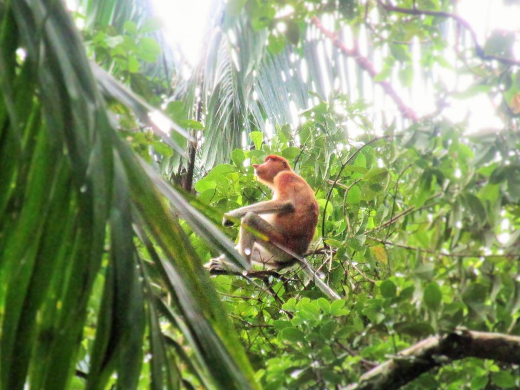Female Proboscis Monkey